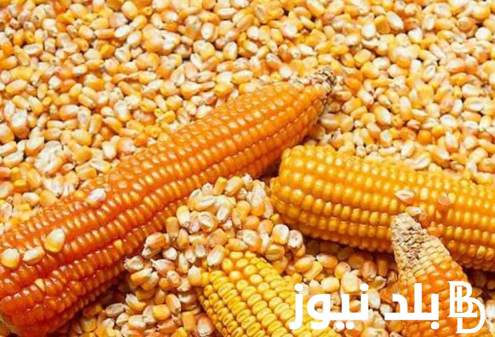 الطن على كام.. سعر الذرة اليوم الإثنين الموافق 29 يوليو 2024 للمستهلك في جميع منافذ البيع المصرية