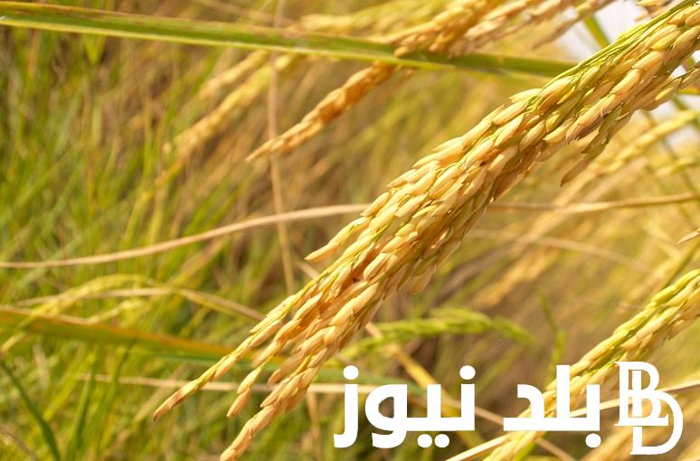 “سعر السوق” أسعار الأرز اليوم الخميس 18-7-2024 للمُستهلك بجميع الاسواق المصرية وأسعار السلع التموينية