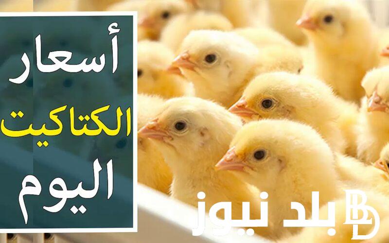 سعر الكتكوت الابيض اليوم الثلاثاء 20 اغسطس 2024 وأسعار الدواجن في الأسواق المحلية