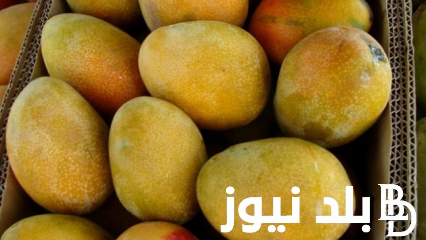 سعر المانجو اليوم الأربعاء 21 أغسطس 2024 في سوق العبور بأنواعها المختلفة.. “سعر المانجو العويس بـ45ج”