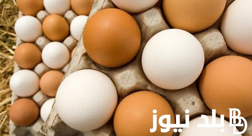 “سعر السوق رسمياً” سعر كرتونة البيض اليوم الأربعاء بتاريخ 21 أغسطس 2024 في مصر بجميع الأسواق
