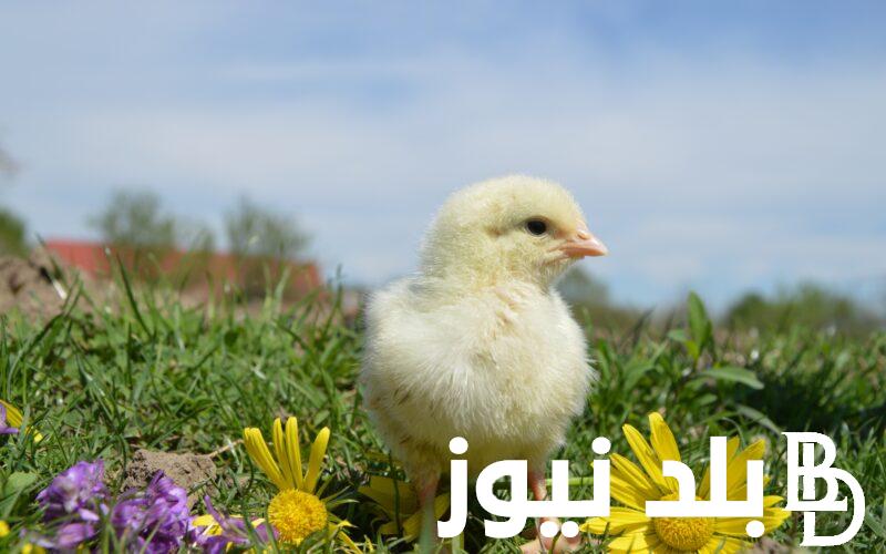 أسعار كتاكيت الوطنية اليوم الثلاثاء 20/8/2024 في كافة الشركات والأسواق المصرية