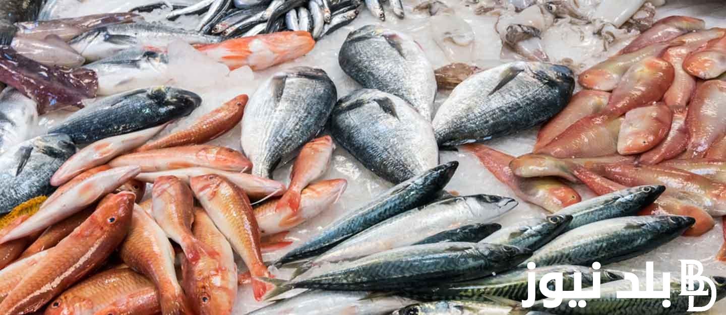 “طازة ومجمد” أسعار السمك اليوم البلطي الأحد الموافق 25 أغسطس 2024 للمستهلك في سوق العبور