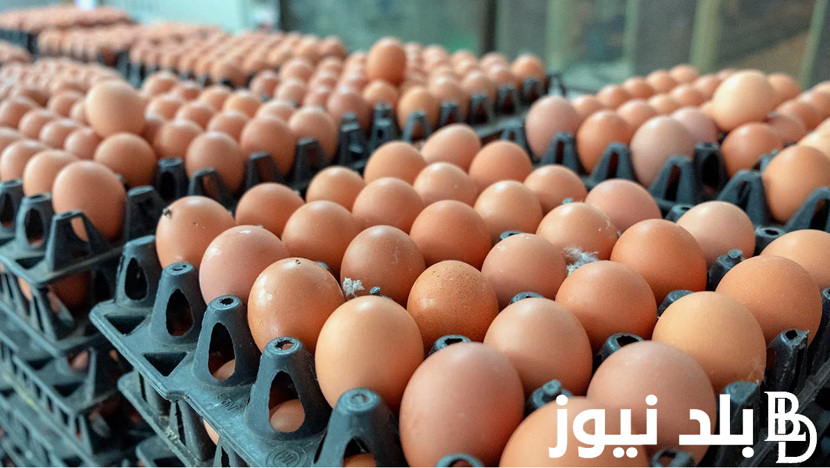 “الاحمر والابيض والبلدي” سعر كرتونة البيض اليوم الخميس 15 اغسطس 2024 في البورصة