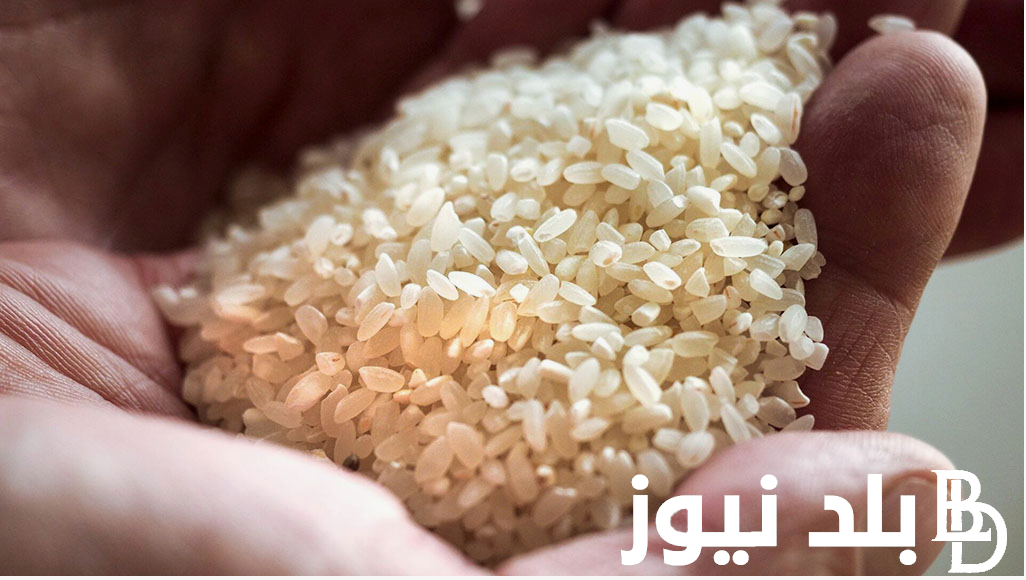 انخفاض سعر طن الارز الشعير اليوم الاثنين 5 اغسطس 2024 في مصر للمستهلكين والتجار
