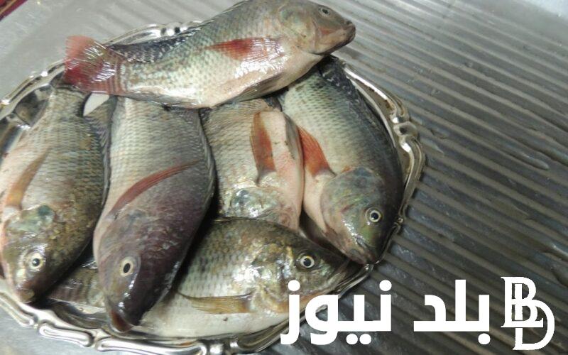 اسعار السمك اليوم الأحد 25 أغسطس 2024 بجميع أنواعه في كافة الأسواق المصرية