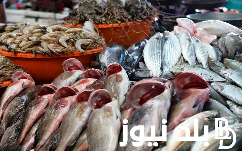 سعر السمك البلطى اليوم الاثنين 19 اغسطس 2024 في سوق العبور بمصر