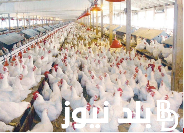 قائمة اسعار بورصة الدواجن اليوم الفراخ البيضاء الاحد الموافق 4 اغسطس 2024 للمستهلك في المحلات التجارية