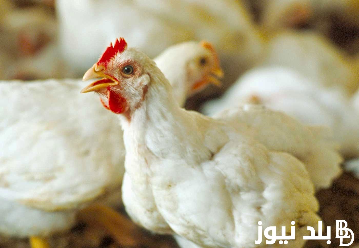 “الفراخ رخصت يا ناس” اسعار الفراخ البيضاء الكيلو بكام النهارده الخميس 22 اغسطس 2024 في مصر