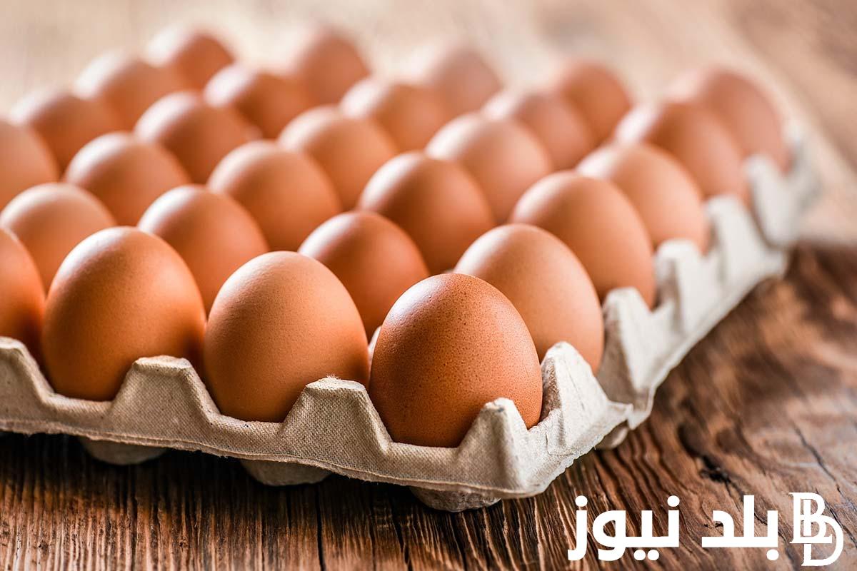 (ابيض واحمر وبلدي) كم سعر كرتونة البيض اليوم في مصر الأحد 18 أغسطس 2024 وأسعار الفراخ البيضاء للمستهلك