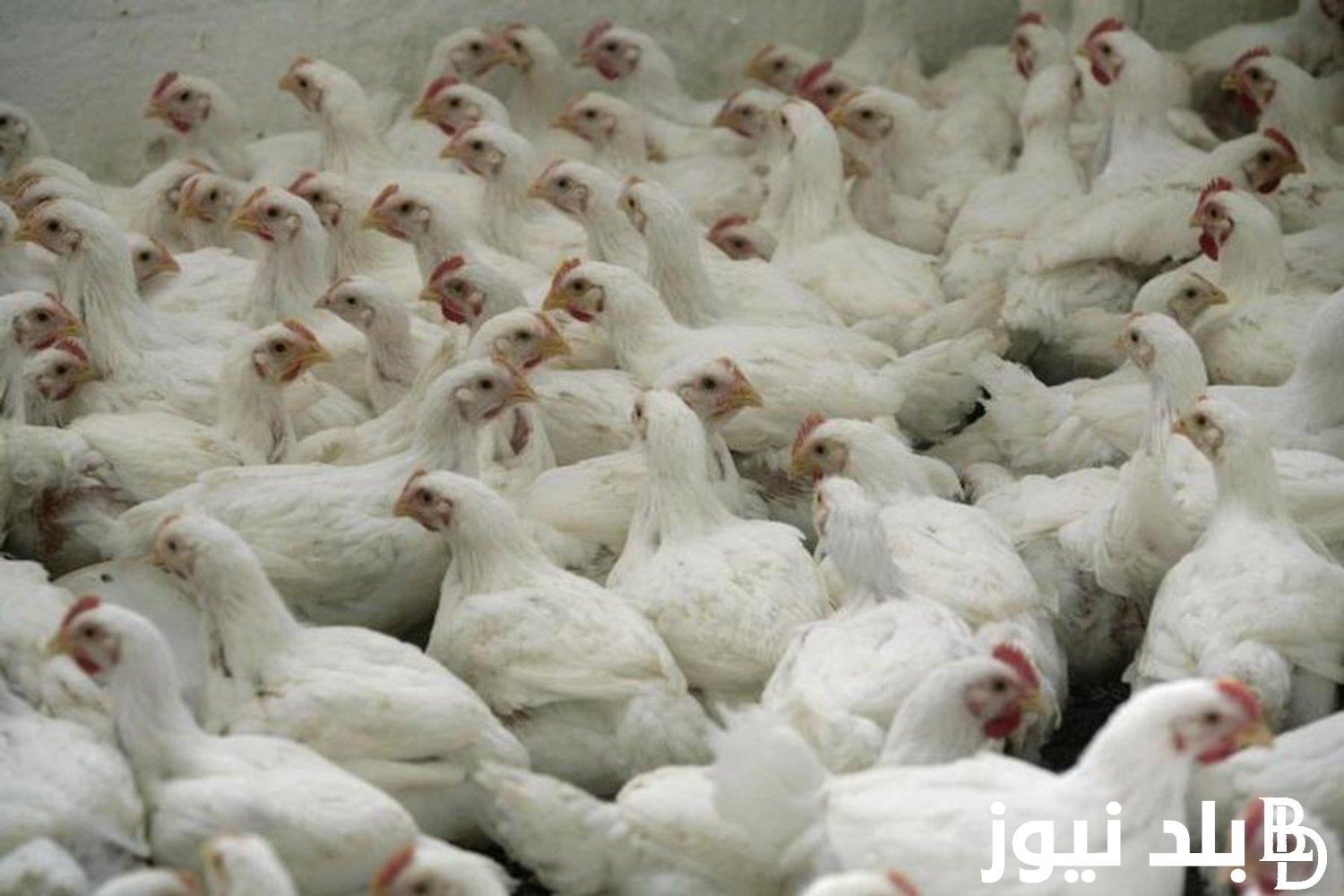 بورصة الدواجن اليوم السبت 3 اغسطس 2024.. تعرف على الاسعار الجديدة والسبب وراء هذا الانخفاض