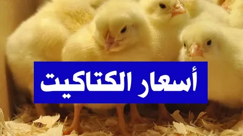 “صعود وهبوط “سعر الكتكوت الابيض اليوم السبت 10 أغسطس 2024 بجميع المحلات
