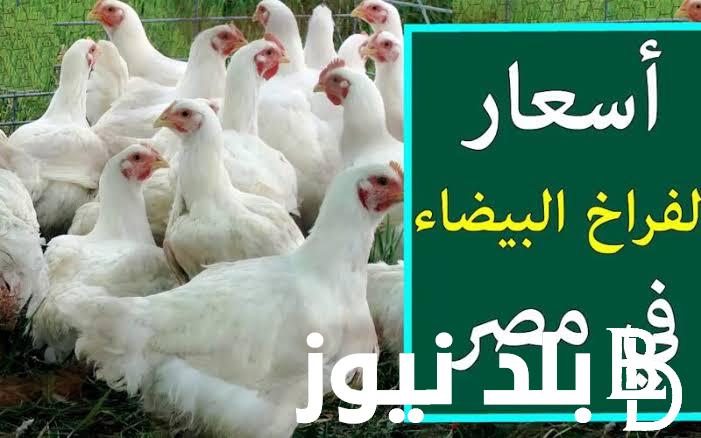 “الساسو والبلدي والبيضا” اسعار الدواجن اليوم الاحد 25 أغسطس 2024 وأسعار البيض في المزارع والأسواق التجارية