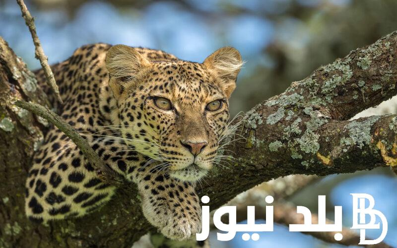 نزلها على جهازك.. تردد ناشيونال جيوغرافيك على جميع الاقمار الصناعية بجودة (HD)