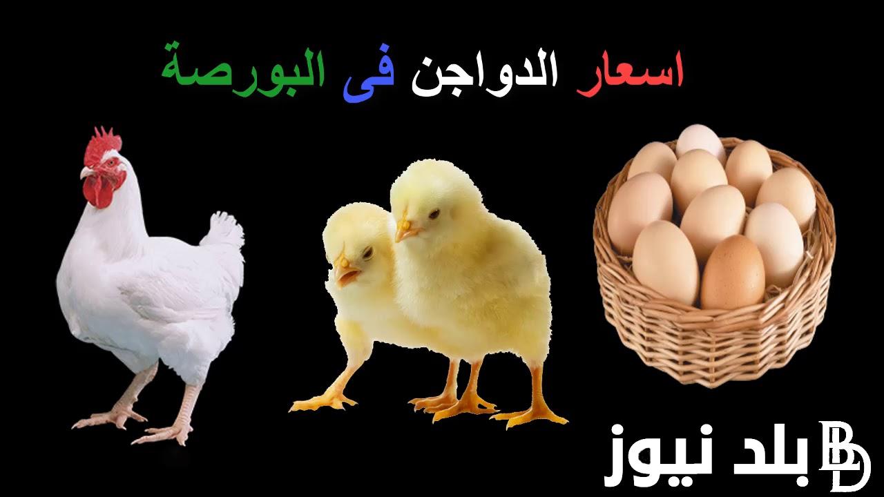 ” كوكو الضعيف بكام النهاردا ” اسعار الكتاكيت البيضاء اليوم الاحد 25 اغسطس 2024 فى بورصة الدواجن المصرية