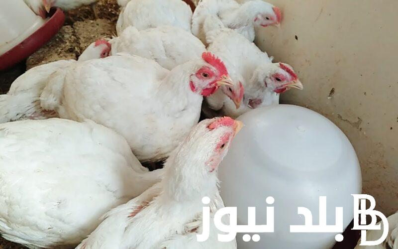 اعرف الان.. اسعار الدواجن اليوم الاربعاء 21 أغسطس 2024 في الاسواق التجارية