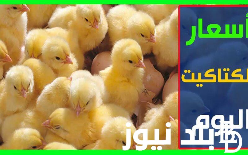 الكتكوت عامل كام؟ سعر الفراخ البيضاء اليوم الاثنين 19 اغسطس 2024 في المحلات التجارية والأسواق المحلية