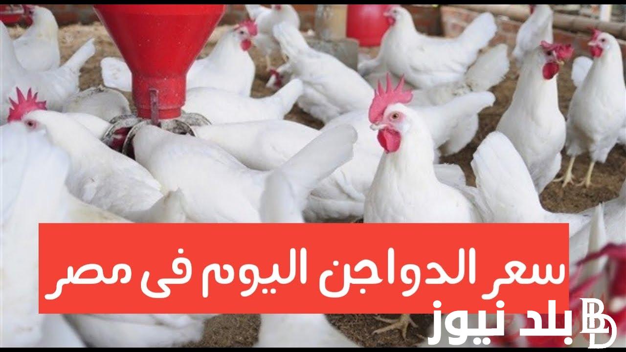 “الكوكو النهاردة” بورصة الدواجن اليوم الفراخ البيضاء الاربعاء 28 اغسطس 2024 واسعار انواع الدواجن المختلفة وأسعار الكتاكيت اليوم