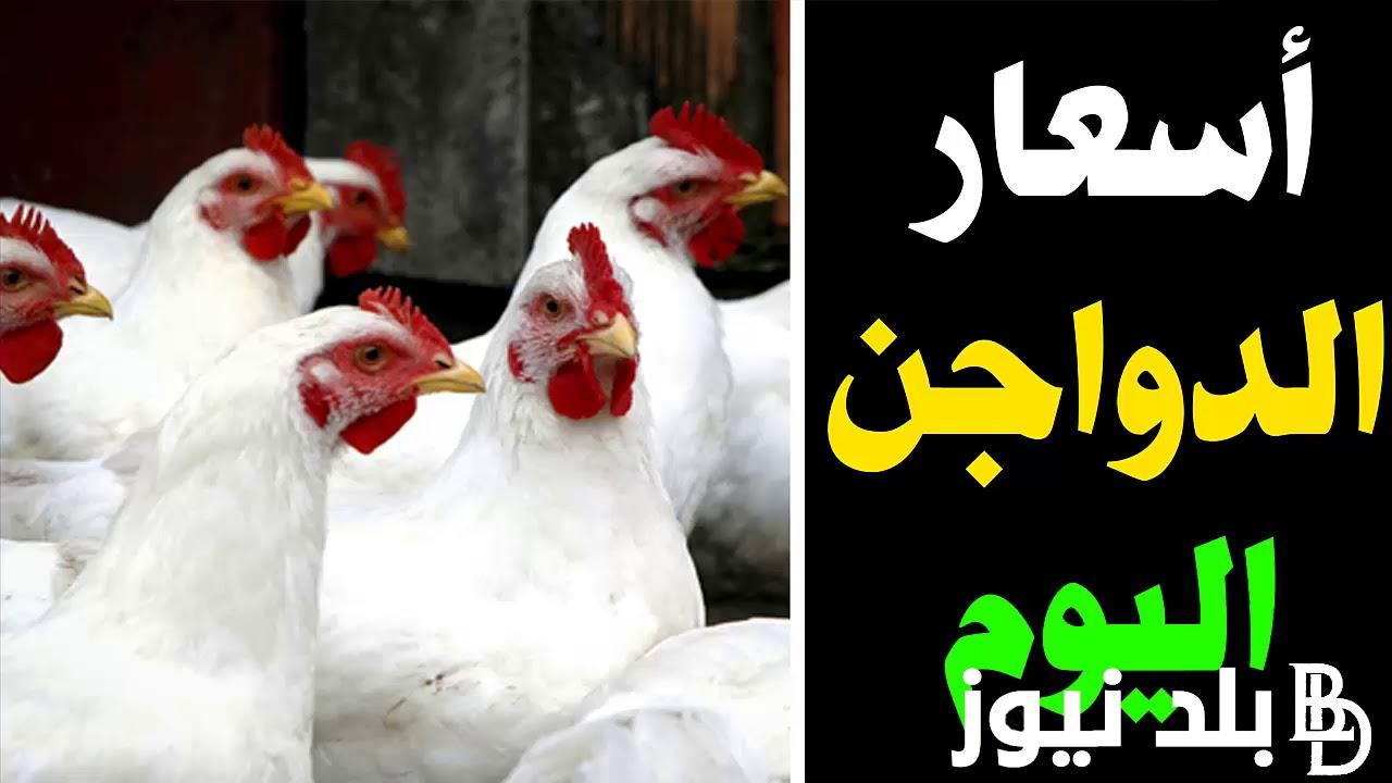 هبوط حاد في أسعار الدواجن اليوم الخميس 8/8/2024 وأسعار كرتونة البيض