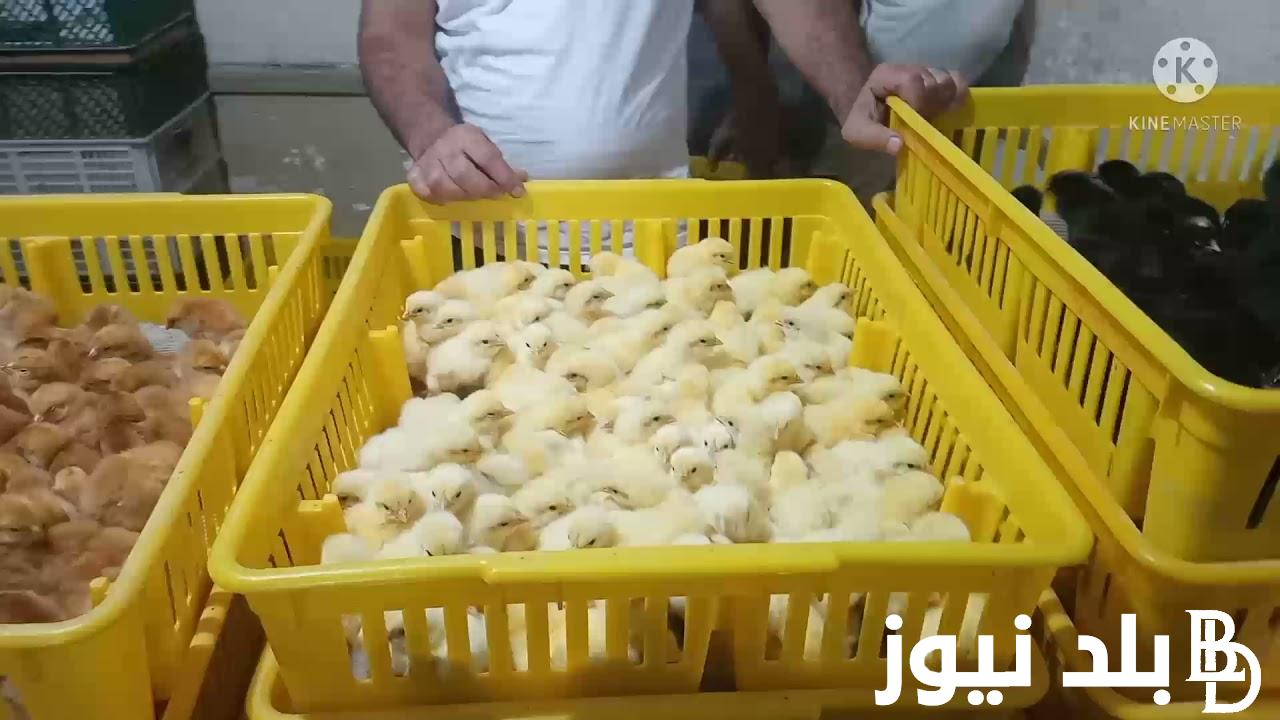 “مش هنربى كتاكيت تانى ” سعر الكتكوت الابيض اليوم الثلاثاء الموافق 13 اغسطس 2024