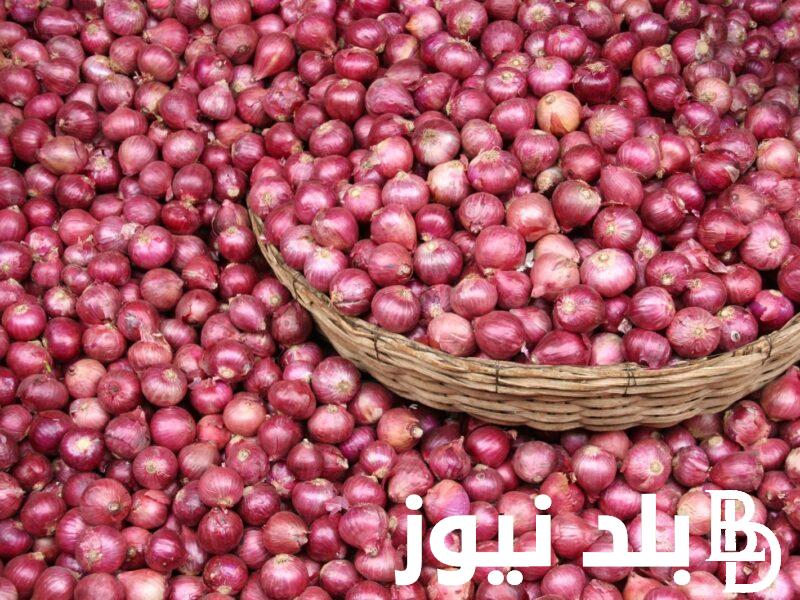 “كفاية تقلية يا ست الكل” سعر البصل اليوم الخميس 22 اغسطس 2024 في جميع الاسواق المصرية