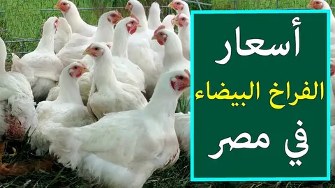 بورصة الدواجن اليوم الفراخ البيضاء السبت 24 اغسطس 2024 للمستهلك بمنافذ البيع والاسواق