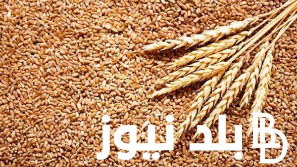في كفر الشيخ والدقهلية.. اعرف سعر الارز الشعير اليوم السبت 24 أغسطس 2024 في الأسواق للمستهلكين