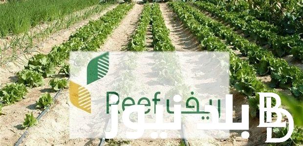 وزارة البيئة والمياه الزراعية السعودية تجيب على موعد إيداع دعم ريف 2024 لشهر أغسطس