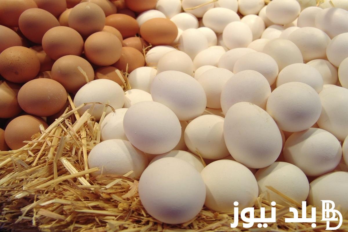 أحمر وأبيض وبلدي.. سعر كرتونة البيض اليوم للمستهلك الخميس 12 سبتمبر 2024 في المزرعة والاسواق