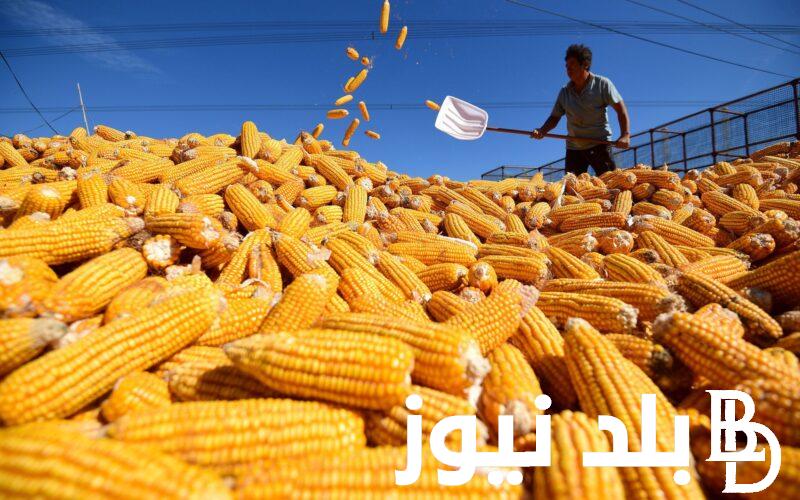 سعر طن الذرة الصفراء اليوم الاحد 8 سبتمبر 2024 للمستهلك والتاجر في الأسواق والمحلات