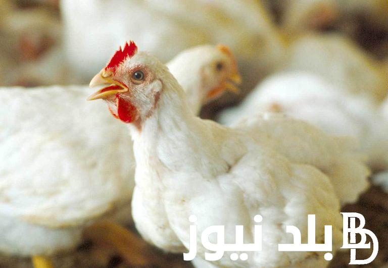 “البلدي يوكل” تعرف على أسعار الفراخ اليوم الأربعاء الموافق 4 سبتمبر 2024 في جميع بورصات الدواجن المصريه