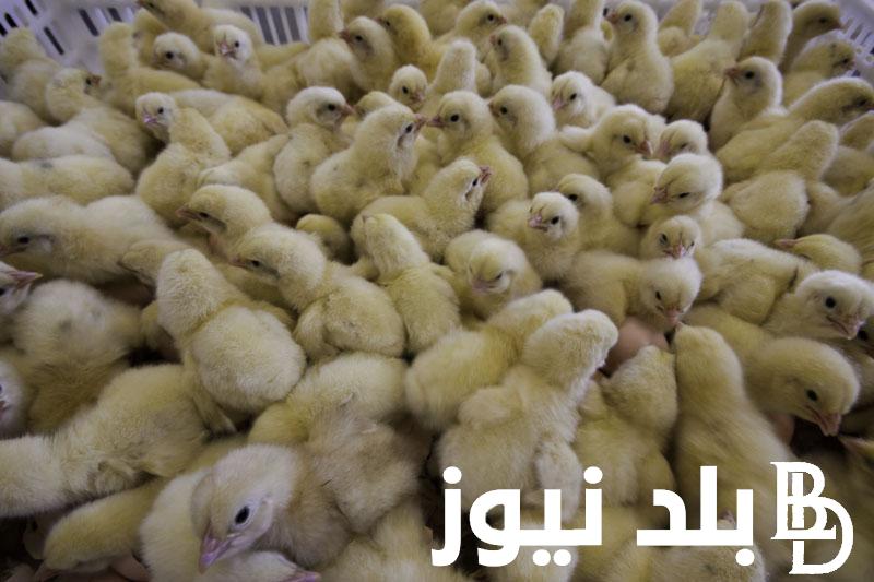 الكتاكيت عمر يوم بكام؟ .. أسعار الكتاكيت في الشركات اليوم الأربعاء الموافق 4 سبتمبر 2024 لجميع التجار