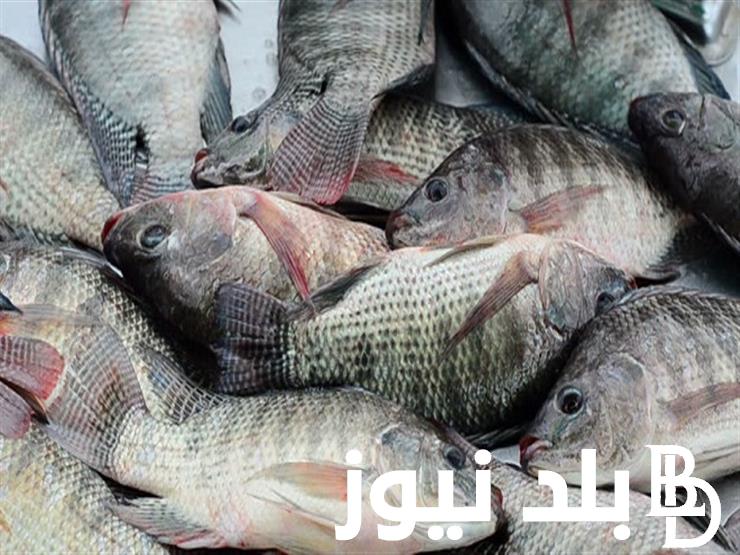 “الكيلو بكام” اسعار السمك البلطي اليوم للمستهلكين الاثنين الموافق 9 سبتمبر 2024 في الاسواق