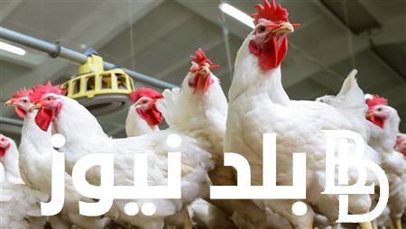 اسعار الدواجن اليوم الأحد 1/9/2024 في المحلات التجارية وللمستهلك المصري