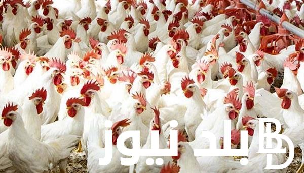 سعر كيلو الفراخ البيضاء اليوم الاحد 1 سبتمبر 2024 في بورصة الدواجن والمحلات التجارية