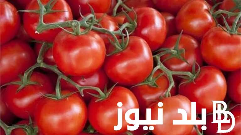 ارتفاع أسعار الطماطم اليوم الخميس الموافق 2024/9/26 للمستهلكين في الاسواق