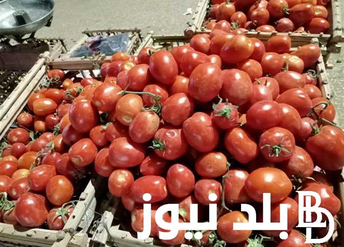 سعر الطماطم اليوم الاربعاء 4 سبتمبر 2024.. قائمة اسعار الخضار اليوم في سوق العبور للمستهلك في مصر