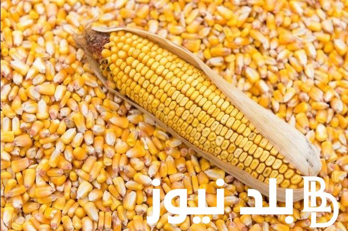 “اصفر وابيض” سعر طن الذرة الصفراء اليوم في مصر الاثنين الموافق 2024/9/30 للمستهلك في المحلات التجارية