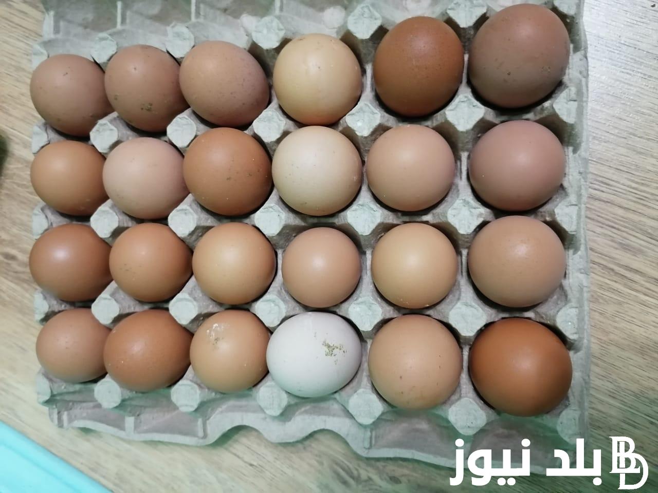 “البيضة بـ6”.. سعر طبق البيض اليوم الأربعاء 4 سبتمبر 2024 في للتجار في الأسواق المحلية والسعر للمستهلك
