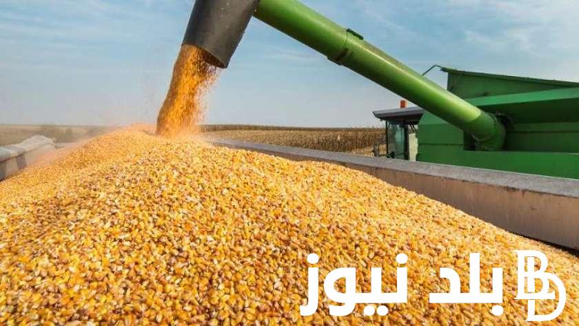 “الارجنتينى بـ 12,300” سعر الذرة الصفراء اليوم الثلاثاء الموافق 2024/9/24 للمستهلك في المحلات االتجارية