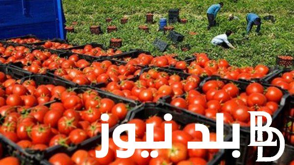 “وصلت لـ 40 جنيه” اسعار الطماطم اليوم الاثنين الموافق 2024/9/23 للمستهلك في الاسواق