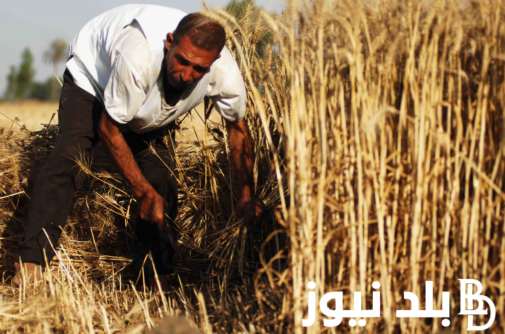 كم سعر طن الأرز الشعير اليوم السبت 7 سبتمبر 2024 للمٌستهلك في مصر
