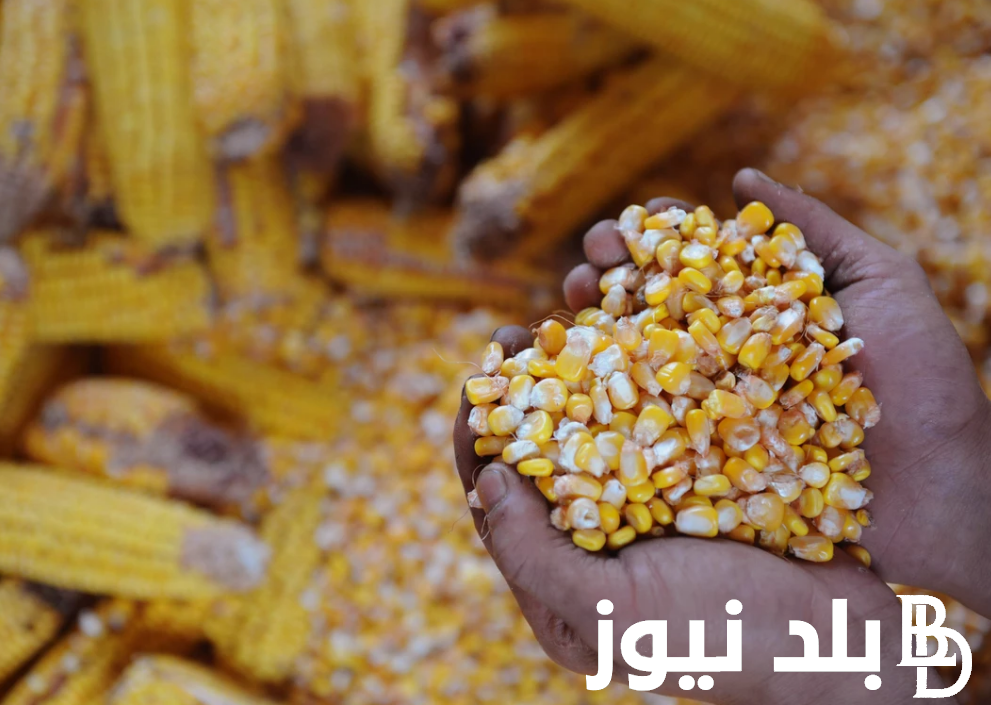 “تركي وارجنتيني”.. سعر طن الذرة الصفراء اليوم السبت 7 سبتمبر 2024 في مصر
