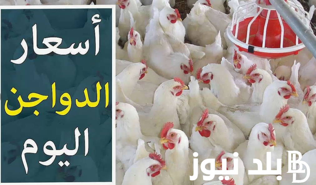 كيلو الفراخ البيضاء بكام النهاردة؟.. بورصة الدواجن اليوم الفراخ البيضاء الاحد 8 سبتمبر 2024 للتجار في مصر