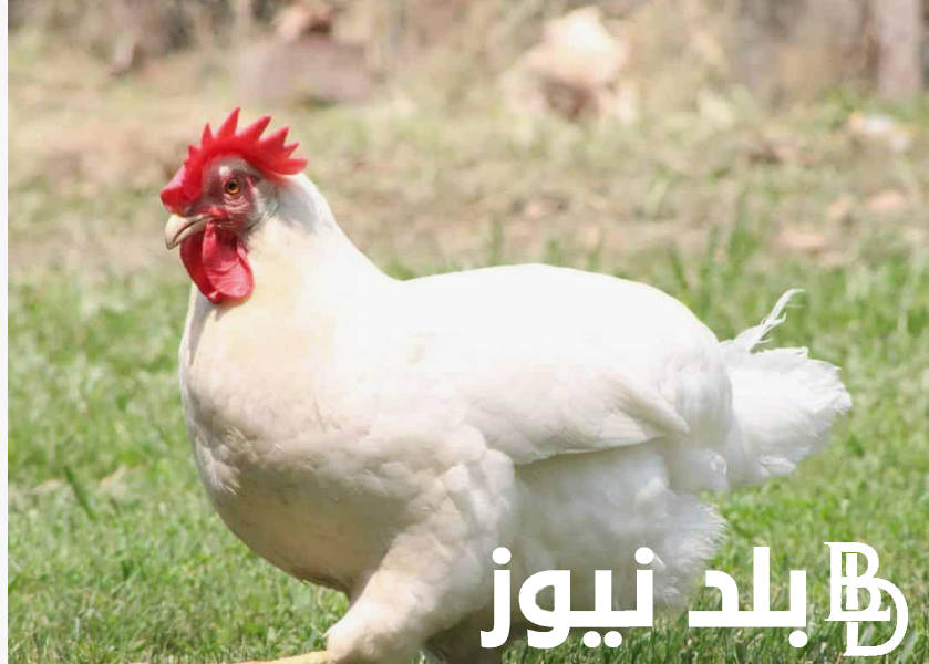 كيلو الفراخ بكام؟ بورصة الدواجن اليوم أسعار الفراخ البيضاء الاحد 22 سبتمبر 2024 في مصر