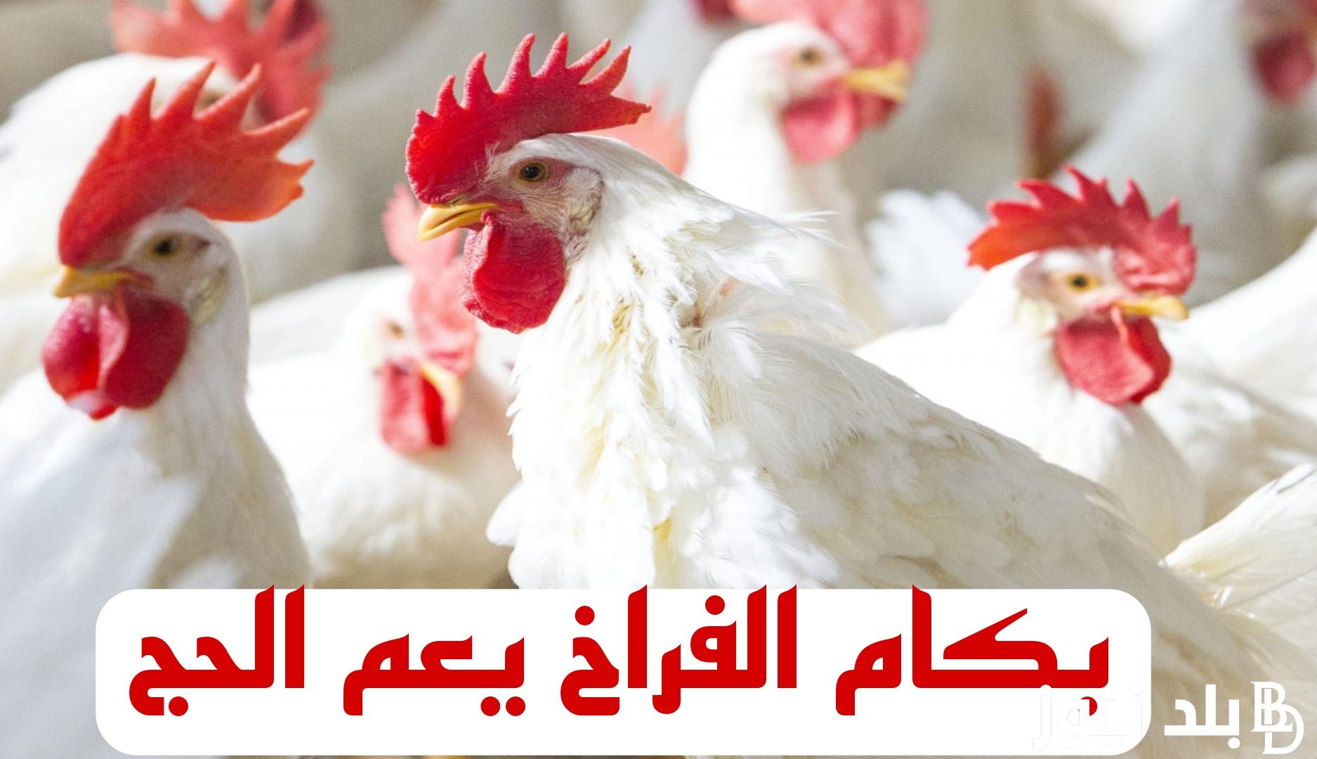 اسعار الفراخ اليوم الأربعاء 11 سبتمبر 2024 في بورصة الدواجن والأسواق المحلية