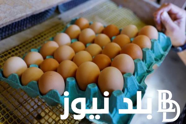 البيض البلدي ب 170 .. سعر كرتونة البيض اليوم الاثنين 2 سبتمبر 2024 للمستهلك