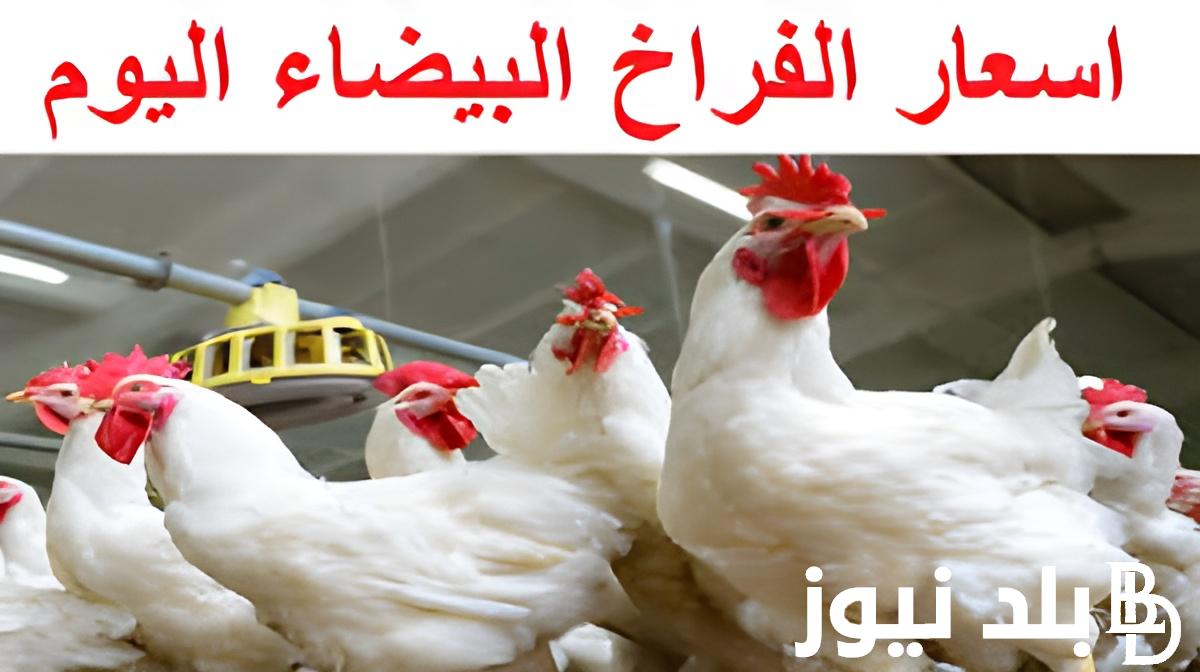 بورصة الدواجن اليوم الفراخ البيضاء | أسعار الفراخ البيضاء اليوم الأربعاء 11 سبتمبر 2024 في البورصة والأسواق