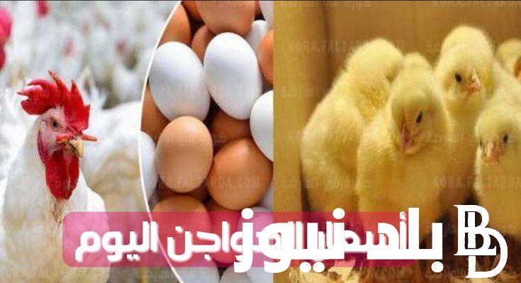 البيضة ب 5.5 .. سعر كرتونة البيض اليوم الاحد 1 سبتمبر 2024 وفقا لتقرير شعبة الدواجن الرئيسية