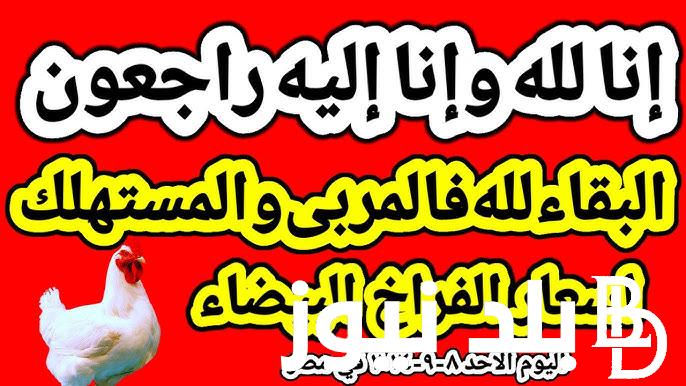 بورصة الدواجن اليوم الفراخ البيضاء عمر يوم | أسعار الفراخ البيضاء اليوم الأحد 8 سبتمبر 2024 في المزارع والمحلات
